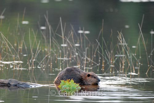 Canadian Beaver