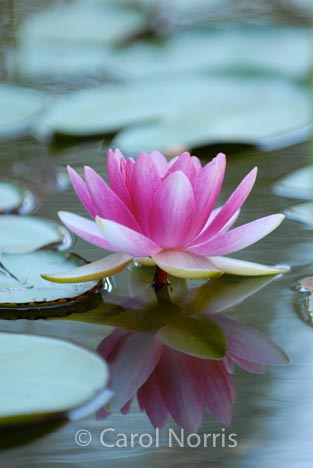 Pink Waterlily