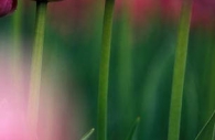 pink-spring-tulips-Ottawa-flowers.jpg