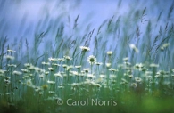 wild-daisies-grass-new brunswick-flowers.jpg