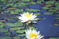 water-lilies-white-yellow-flowers.jpg