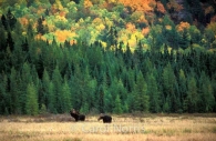 Canadiana-fall-colours-moose-bull-and-cow-Algonquin-park.jpg