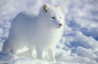Arctic-fox-Arctic-snow.jpg