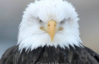 Bird-American-bald-eagle-male-grumpy-chief-angry-boss.jpg