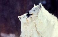 Arctic-wolves-kissing.jpg