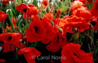 wild-red-poppies-England-flowers.jpg