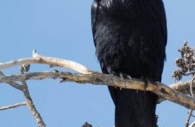 Bird-black-night-raven-branch-north-American.jpg