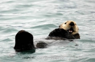 Smiling-Sea-Otter-Alaska.jpg