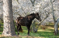 Americana-Georgia-Macon-black-beauty-horse-cherry-blossom.jpg