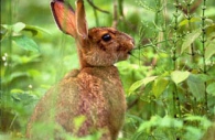 Jack-Rabbit-horsetails-Gros-Morne-National-Park-Canada.jpg