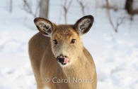 Deer-licking lips-snow.jpg