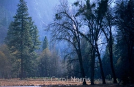 America-California-Yosemite-trees-waterfall.jpg