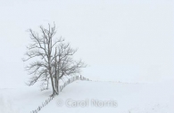 Canada-Ontario-solitude-tree-snow-fence-skeleton.jpg