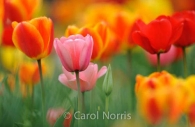 spring-tulips-pink-red-orange-Ontario-flowers.jpg