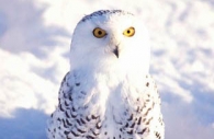 Bird-snowy-owl-ground-snow-Ontario-Canada.jpg