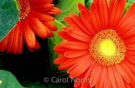 orange-flower-gerberas.jpg
