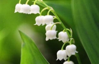 purity-white-green-lily of the valley-spring-flowers.jpg