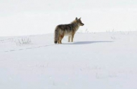 Coyote-snow-Yellowstone.jpg