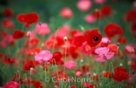 wild-poppies-pink-red-ontario-flowers.jpg