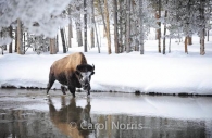 Buffalo-River-winter-Yellowstone-National-Park.jpg