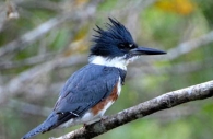 Bird-belted-kingfisher-north-American-branch.jpg