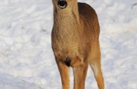 Young-deer-snow-Canada.jpg