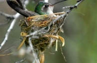Bird-hummingbird-broad-billed-Arizona-nest-sitting.jpg