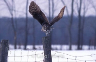 Bird-great-grey-owl-take-off-post-winter-ontario-phantom-of-the-north.jpg