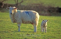 Sheep-and-lamb-spring-Yorkshire-England.jpg