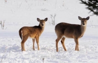 2-deer-snow-Quebec.jpg