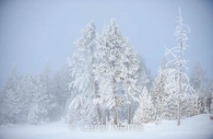 Americana-Yellowstone-National-Park-haw-frost-winter-trees-2.jpg