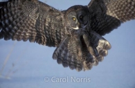 great-grey-owl-landing-snow-ontario-phantom-of-the-north-bird.jpg