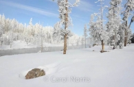 Americana-Yellowstone-National-Park-haw-frost-winter-snow.jpg