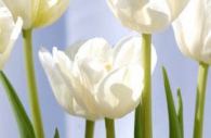 white-blue-green-tulips-Ottawa-flowers.jpg
