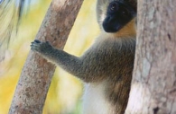 Green-monkey-Barbados.jpg