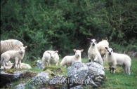 Animals-lambs-England.jpg
