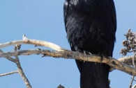 Bird-black-night-raven-branch-north-American.jpg