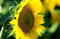 sunflower-yellow-flower-Ontario.jpg
