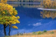 America-Montana-Glacier-National-Park-fall-golden-trees-2.jpg
